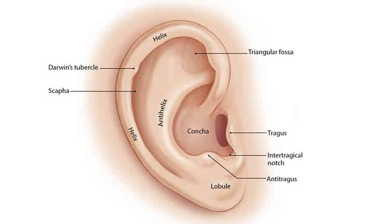 Otoplasty Surgery